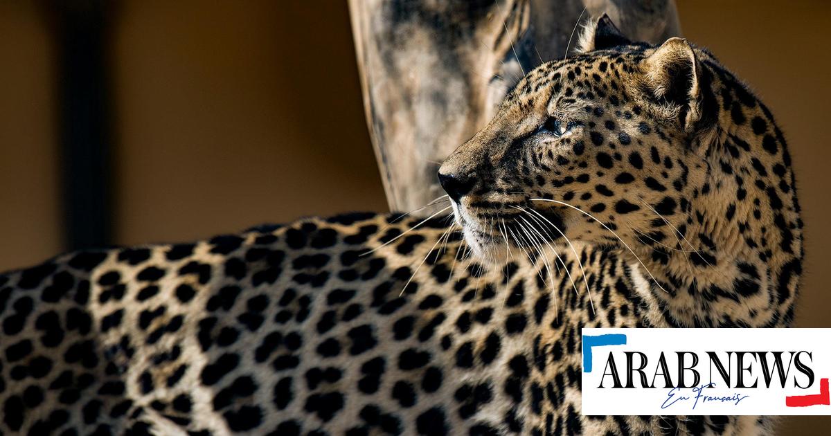 En Arabie saoudite, le développement va de pair avec la conservation